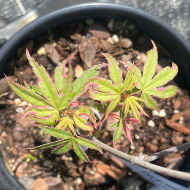 Acer palmatum 'Kara ori nishiki' Variegated Japanese Maple - Maple Ridge Nursery